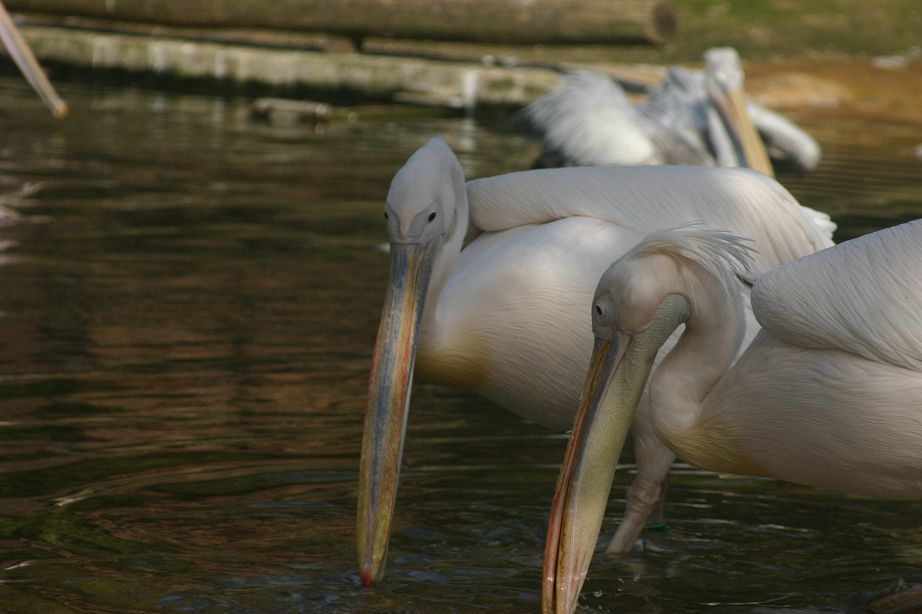 2011040701140108_k-Zoo 218.jpg